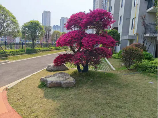 1742896265916566.jpg 1.jpg